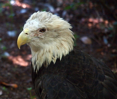 [A close view of the head and upper body of the eagle which is facing to the left as its right eye watches the camera. The white feathers on its head seems to have tinges of brown in them. The dark brown feathers on its body blend into the background.]